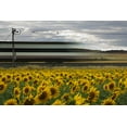 thumbnail image 2 of Balenzategui, Kike 32x23 White Modern Wood Framed Museum Art Print Titled - 78 Sunflowers, 2 of 4