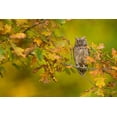 thumbnail image 2 of Zygmunt, Milan 32x23 White Modern Wood Framed Museum Art Print Titled - European Scops Owl, 2 of 4