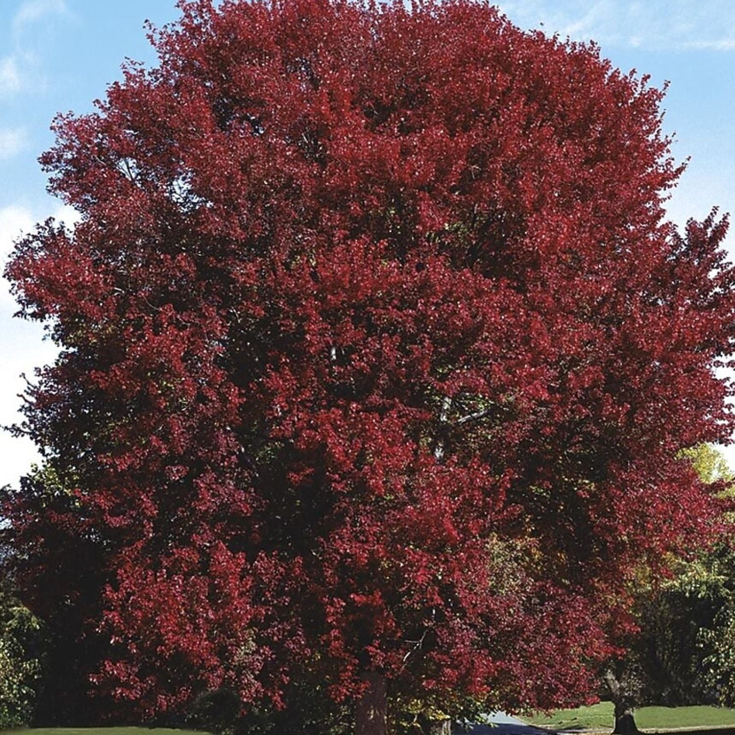 Expert Gardener 3-4' Burgandy Belle Maple Tree in 7 gal. Grower Pot
