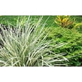 thumbnail image 4 of Aztec Grass - 1 Live Quart Size Plant - Variegated Liriope - Ophiopogon Intermedius Argenteomarginatus, 4 of 6