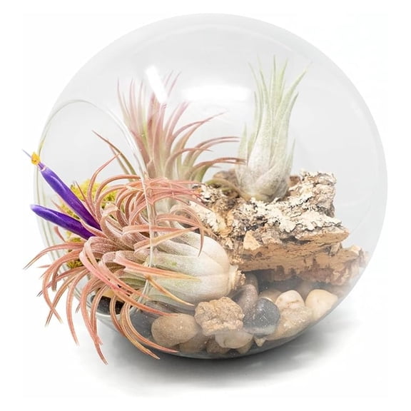 Large Hand-Blown Glass Terrarium Kit with 3 Ionantha Air Plants - Live Tillandsia House Plant - Wholesale and Bulk - Home and Garden Decor - Easy Care Indoor and Outdoor Plants