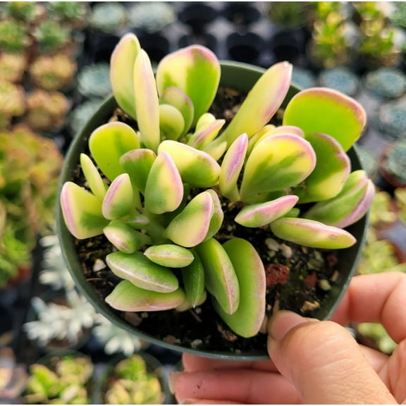 Senecio Jacobsenii - Trailing Jade, Weeping Jade Succulent Live Plant 2 Inch for Indoor Outdoor Home Office Garden Decor