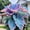 Elephant Ear-B, variant on Giant Elephant Ear Taro — The Premier Choice for Tropical Landscaping — A Gardening Essential— (Non-Artificial)-- Adds a Fresh, Natural Accent to Yards and Pathways —
