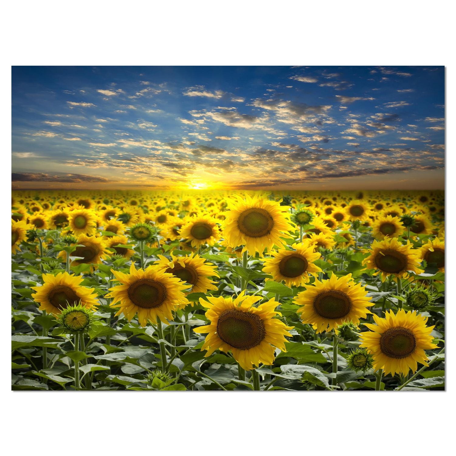 Designart Champ de tournesols en fleurs Art mural sur toile