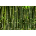 thumbnail image 2 of CHL-30 0+ Graines de Bambou Vert Géant pour Plantation - Écran de Confidentialité à Croissance Rapide, Résistant et Écologique pour l'Hiver, 2 of 4