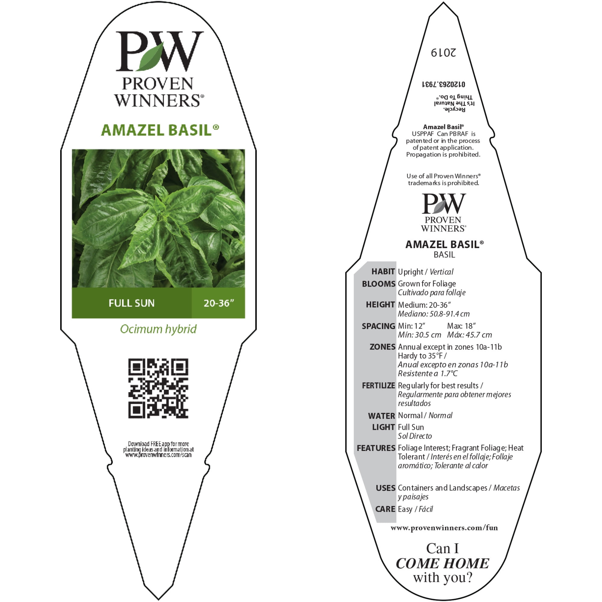 Proven Winners 4" Amazel Basil Sweet Italian Basil Live Herb Plant in 4.25" Pot (4 Count)