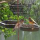 thumbnail image 2 of Methold Comedero de pájaros colgante 2 en 1, bandeja de comida y bandeja de baño, baños de pájaros para exteriores Juguetes para pájaros Methold PT002245-00, 2 of 6