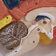 thumbnail image 3 of Cabeza con forma de cerebro Modelo de cerebro anatómico, coloreado para eso, 3 of 7