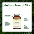 thumbnail image 4 of Flora FloraSil - Silica Supplement with Horsetail Extract for Healthy Hair, Skin, and Nails* - Supports Collagen Formation, 90 Veg Capsules, 4 of 7