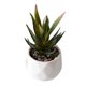 thumbnail image 2 of Juego de 4 mini plantas suculentas artificiales surtidas en macetas modernas de cerámica con textura blanca., 2 of 5