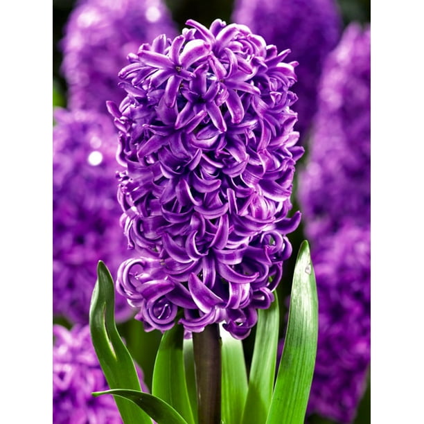 Purple Sensation Hyacinth 5 Bulbs Fragrant 17 18 Cm Bulbs Walmart Com Walmart Com