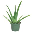 thumbnail image 6 of Aloe Vera (6"+ Minimalist Pot) - Indoor, Outdoor Plant - Live, Healthy Plant - Bright, Direct Sunlight Plant, 6 of 6