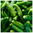thumbnail image 1 of Everwilde Farms - 1 lb Pioneer F1 Hybrid Cucumber Seeds - Gold Vault Bulk Seed Packet, 1 of 3