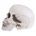 Pub Table Prop Vjnyvs Plastic Skull Decoration Prop, Skeleton Ornament for Bar and ...