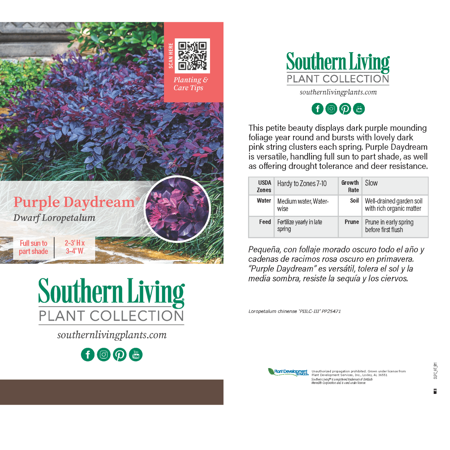Southern Living Purple Daydream Loropetalum Live Shrub in 2.5-Quart Grower Pot