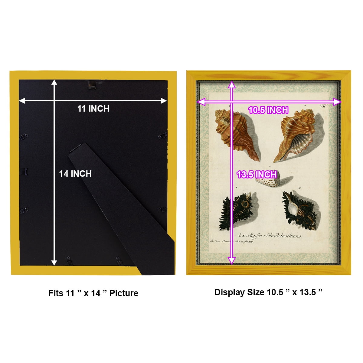 Bookplate Shells I - Framed Print w/glass - Sunflower Yellow