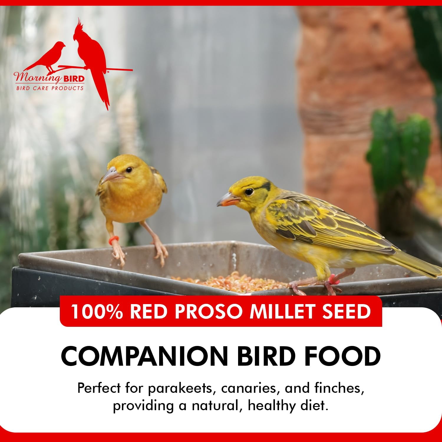 Morning Bird Red Proso Millet Bird Seeds 18 lbs (2-Pack, 9 lbs Each) – Healthy & Nutritious Pet Bird Food - Bird Seeds for Feather Growth – Perfect for Finches, Parakeets & Other All Pet Birds