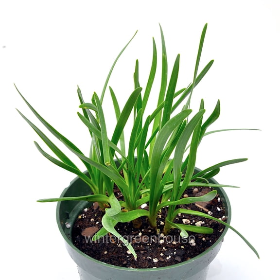 Allium Millenium, Millenium, Ornamental Onion - Pot Size: 3.5" - Flowers