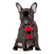 thumbnail image 1 of Arnés para perros, arnés de chaleco con clip Arnés para auto para perros con almohadilla Adjable malla capaz y fácil de, 1 of 4
