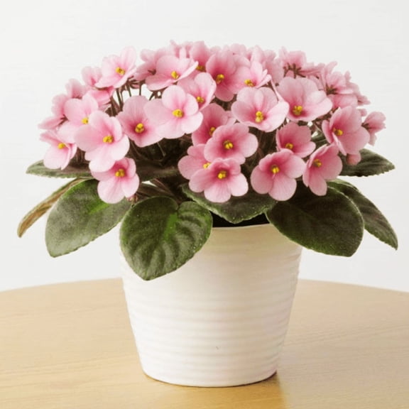 Pink African Violets Live Plant in 3 Inch Pot, Violets Flowers Houseplant, 3 to 5 Inches Tall for Home Office Décor