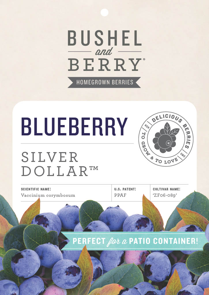 5.5 in. Bushel and Berry® Silver Dollar Blueberry Live Shrub Full Sun- 1 Piece