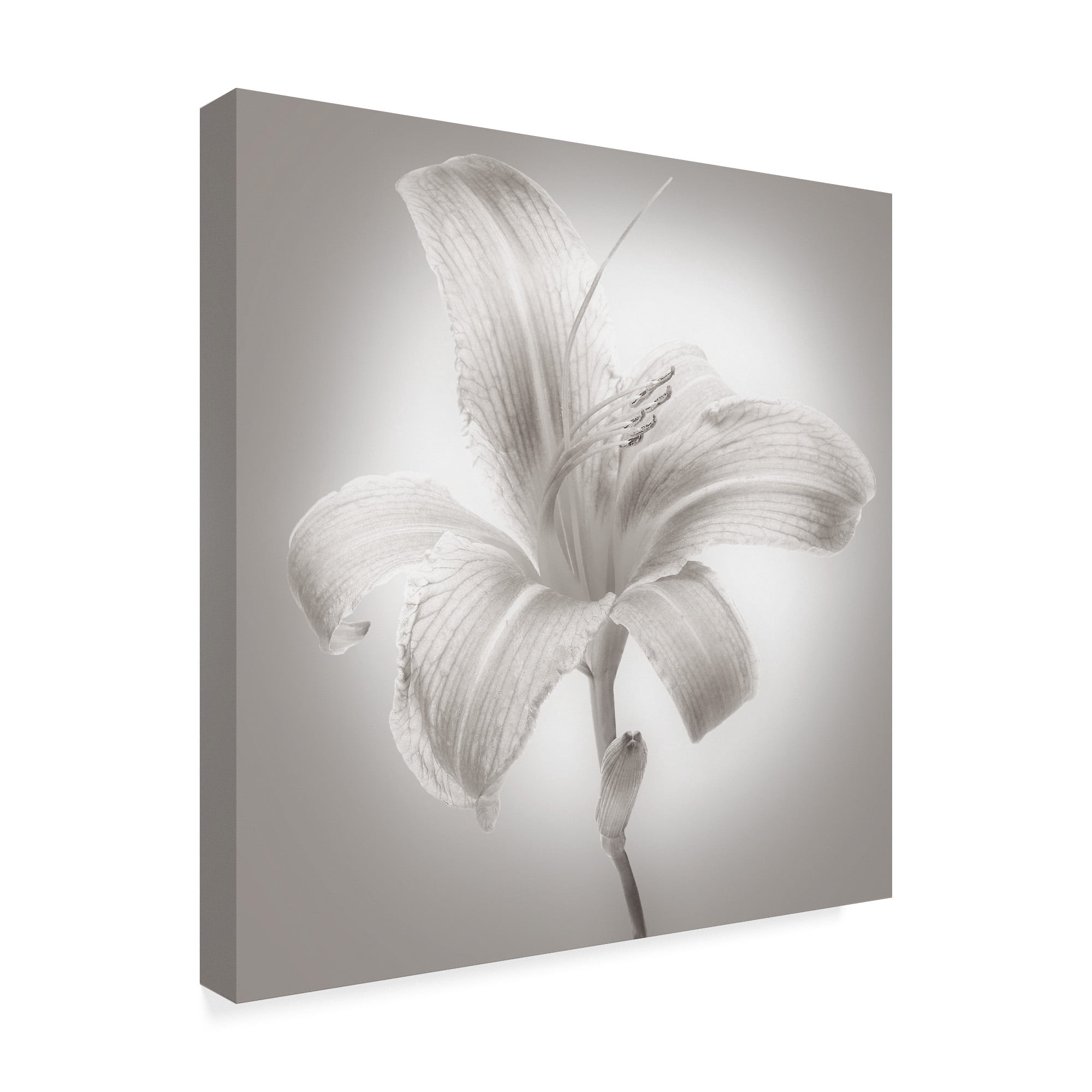 Trademark Fine Art 'Tiger Lily I' Canvas Art by James McLoughlin