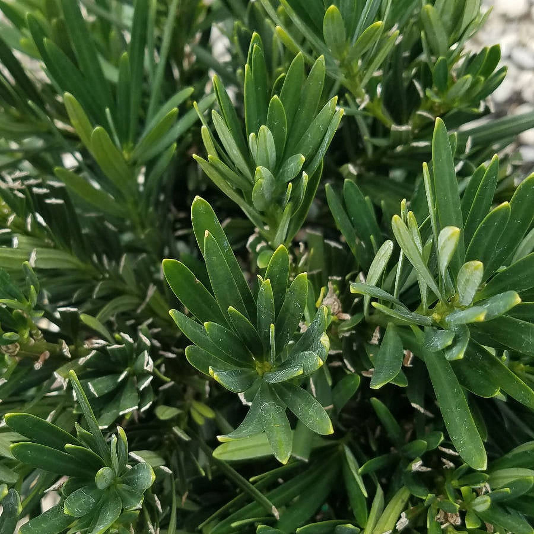 Expert Gardener Pringles Dwarf Podocarpus Yew (2.5 Gallon) Evergreen Shrub with Needle-like Foliage - Live Plant