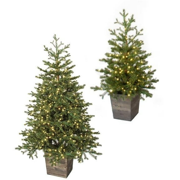3 ft. Potted Western Hemlock Trees, Green