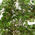 thumbnail image 3 of Nearly Natural 5489 Arbre Artificiel de Bouleau de 6 Pi, 3 of 4