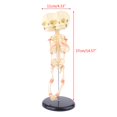 thumbnail image 4 of HLONK Human Baby Deformed for Head Skull Research Model Skeleton Anatomical Brain Anatomy Teaching Study Display, 4 of 11