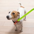 thumbnail image 2 of Correa Para Perro Retro Amarillo Gancho Neón Naranja Mediano Importadora La Merced Ergonómico Altamente Resistente, 2 of 3