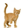 thumbnail image 2 of Ginger Cat Kitten Wall Decal by Wallmonkeys Peel and Stick Graphic (24 in H x 24 in W) WM63427, 2 of 4