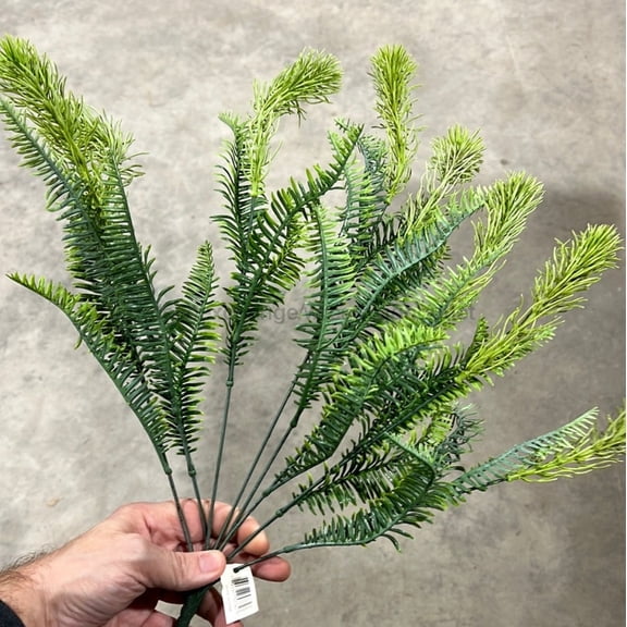 Pls Fern Bush X 8 Fs.Grn  57782