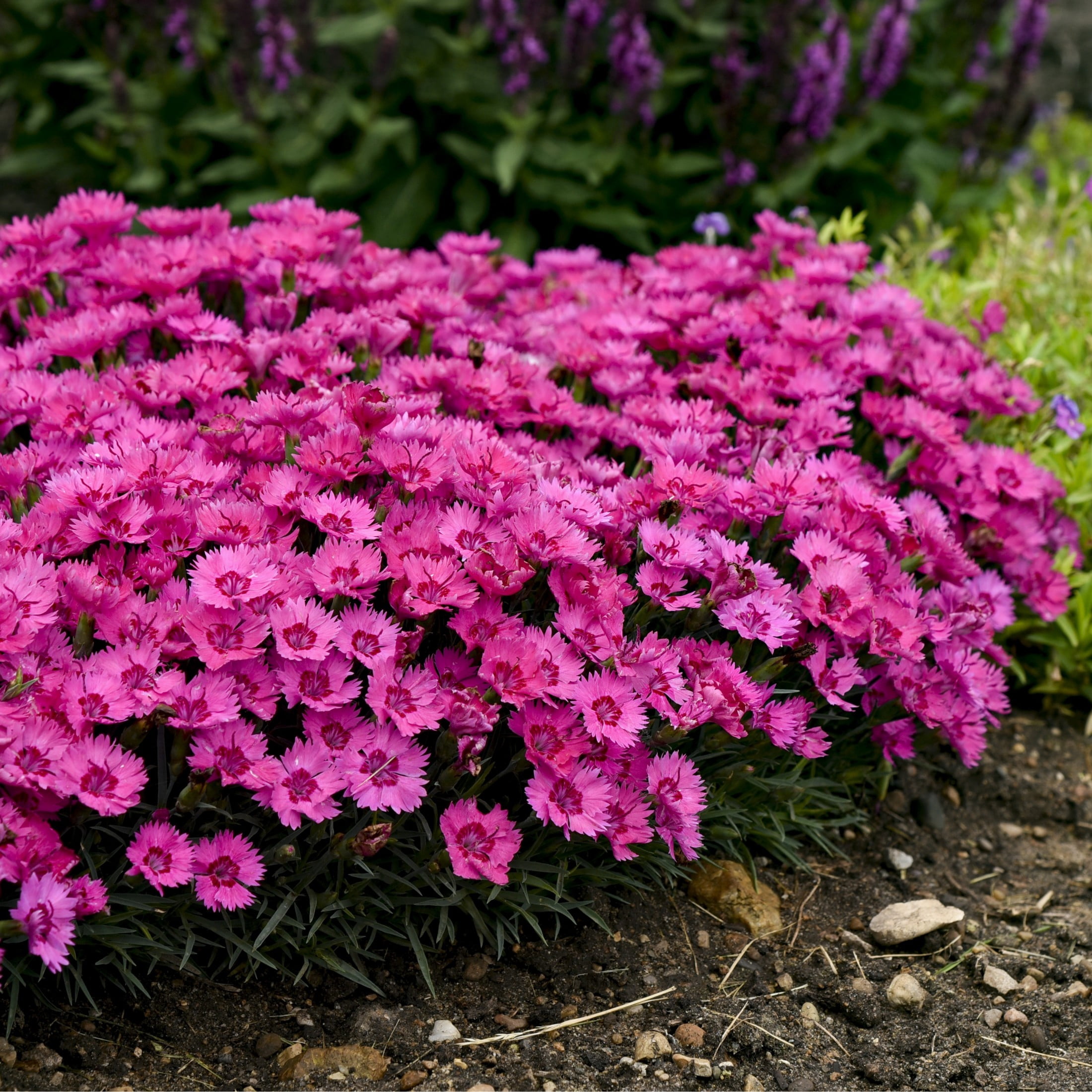 Proven Winners 6" Pink 'Paint the Town Fancy' Pinks Live Plant in 6.5" Pot