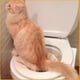 thumbnail image 3 of Asiento de inodoro para gatos Sistema de entrenamiento para ir al baño Caja de arena Caja de arena Asiento de inodoro Sistema de entrenamiento para que su gato se acostumbre al baño, 3 of 4