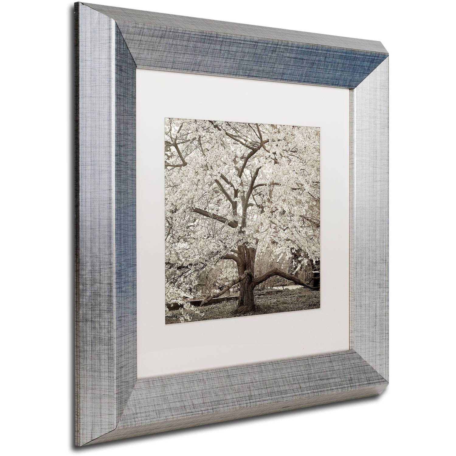 Trademark Fine Art "Hampton Magnolia II" Canvas Art by Alan Blaustein, White Matte, Silver Frame