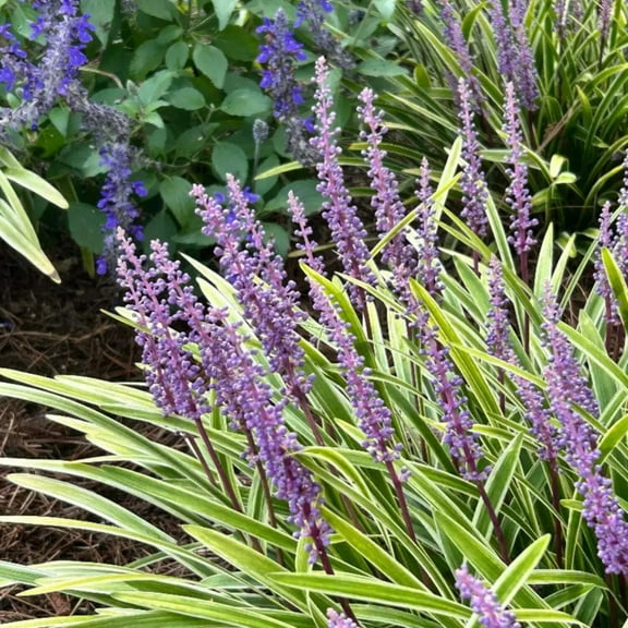 Variegated Lily Turf - Liriope muscari 'Variegata'