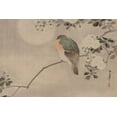 thumbnail image 2 of Unknown 24x17 White Modern Wood Framed Museum Art Print Titled - Robin sitting on a Tree Branch, 2 of 4