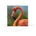 thumbnail image 5 of 3drose, Caribbean Flamingo,phoenicopterus Ruber Ruber, Singapore, 12 Greeting Cards with Envelopes, 5 of 7