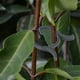 thumbnail image 5 of Clip de soporte para plantas, 200 piezas, clip duradero para plantas, clip para tallo, clip para jardín, diseño de última generación, 5 of 8
