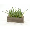 thumbnail image 1 of Aloe & Succulentes dans une Boîte Rectangulaire en Béton, 1 of 1