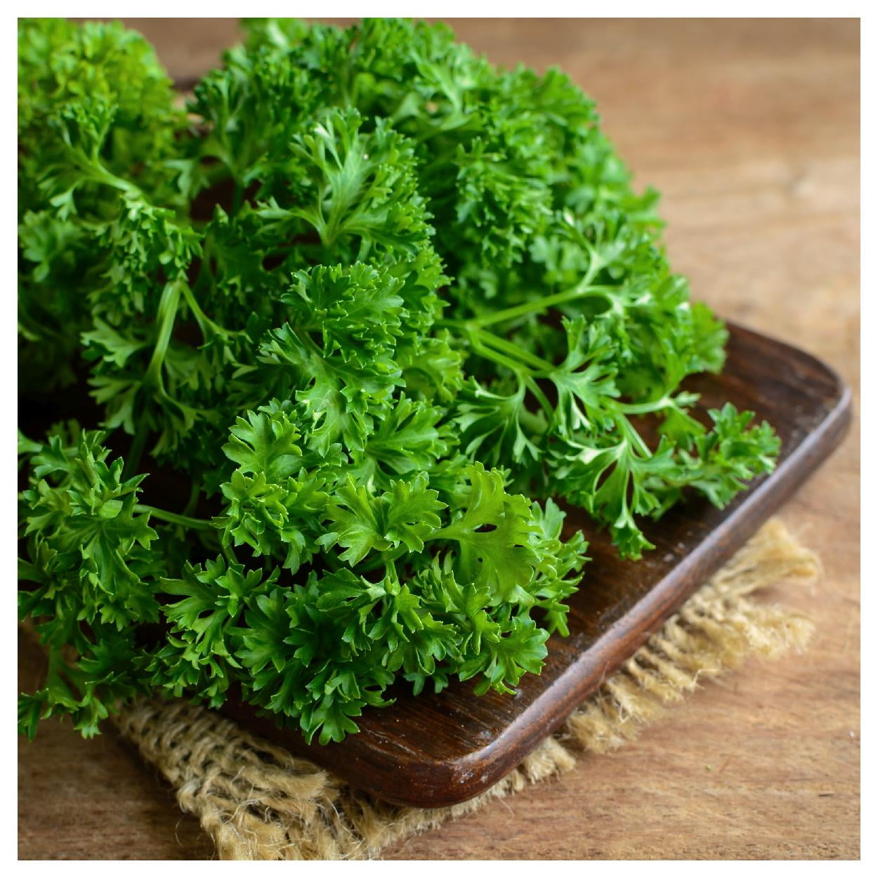 Everwilde Farms - 1 lb Organic Forest Green Parsley Seeds - Gold Vault Bulk Seed Packet