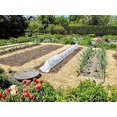 thumbnail image 3 of ORGANIC Garden Straw (10lb) | Blue Mountain Hay | Biodegradable Garden Straw Mulch for Raised Bed Gardens, Yard Landscaping, Tomato & Vegetable Compost & Fertilizer | Covers up to 150 sq ft, 3 of 6