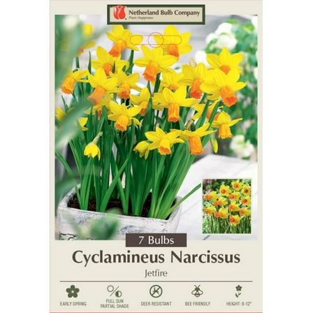 Jetfire Narcissus/Daffodil - Red/Orange Cup - 12/14 cm Bulbs -7 Bulbs