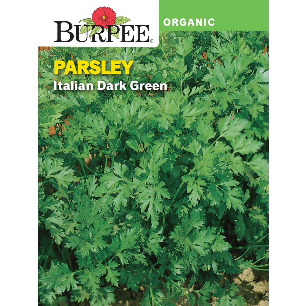 Burpee Organic Italian Dark Green Parsley Herb Seed, 1pack Walmart