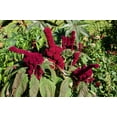 thumbnail image 2 of 100 Organic ELEPHANT HEAD AMARANTHUS Amaranthus Gangeticus Burgundy Red Flower Seeds, 2 of 6