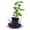 1 Plant, variant on Dwarf Everbearing Mulberry Tree - 2 Live Plants in 3 Inch Growers Pots - Morus - Edible Fruit Bearing Tree for The Patio and Garden