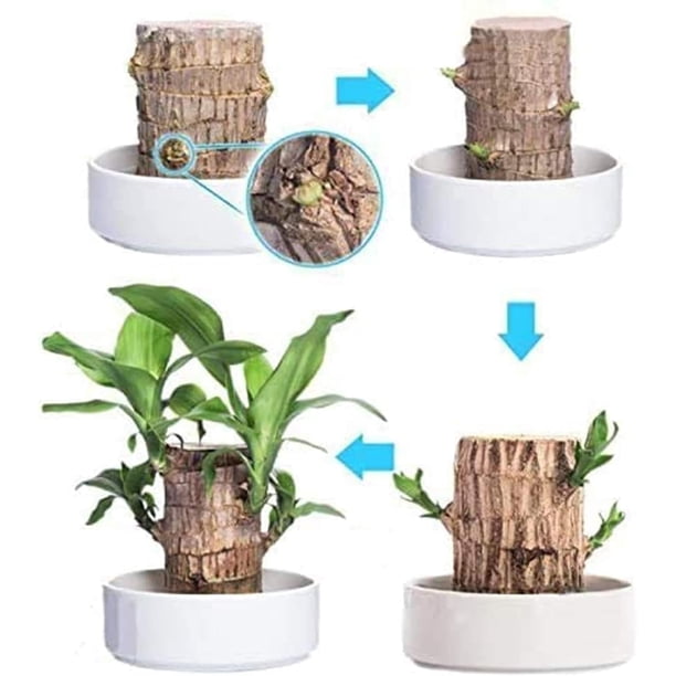 Brazilian Wood Plant,Fortune Brazil Wood Potted Plant,Brazilian Wood  Hydroponic Plant, Brazilian Lucky Wood,Mini Brazil Wood for Desktop  Decoration, with Plastic Tray (A) - Walmart Business Supplies