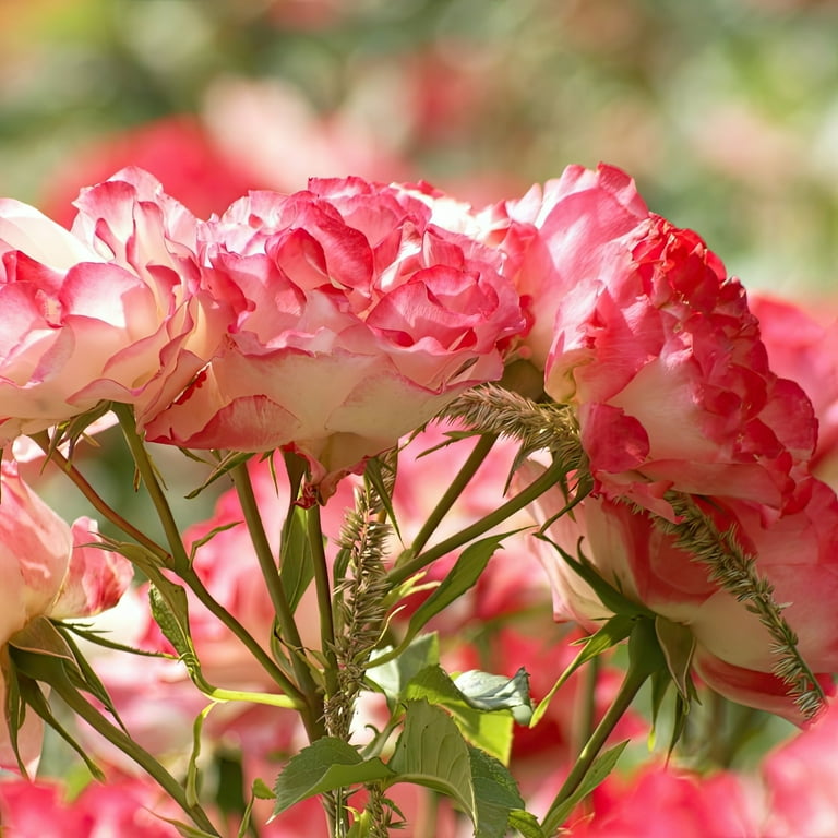 Bare Root Cherry Parfait Rose with Multicolor Flowers (2-Pack) - Walmart.com