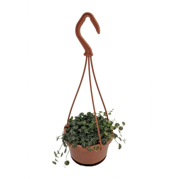 String of Hearts - Peperomia prostrata - 4" Mini Hanging Basket